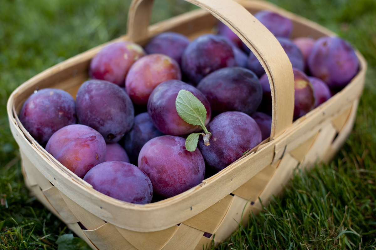 How to properly dry plums for the winter: a step-by-step guide