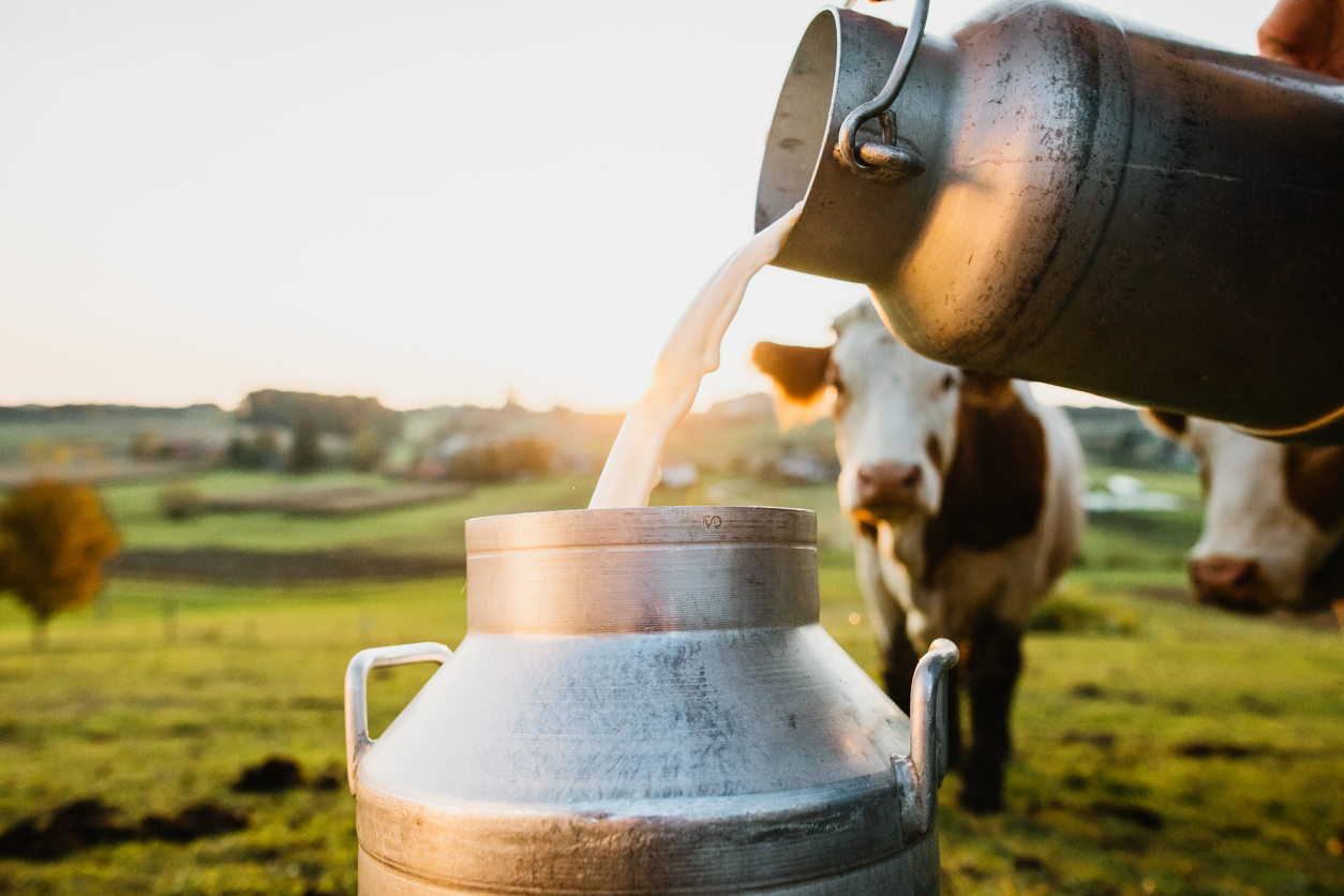 Raw vs. Pasteurized: The Benefits of Organic Raw Milk