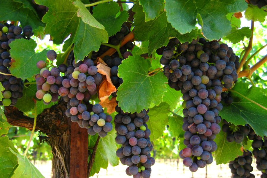 Organic Grapes: Antioxidant Riches Without Pesticide Perils