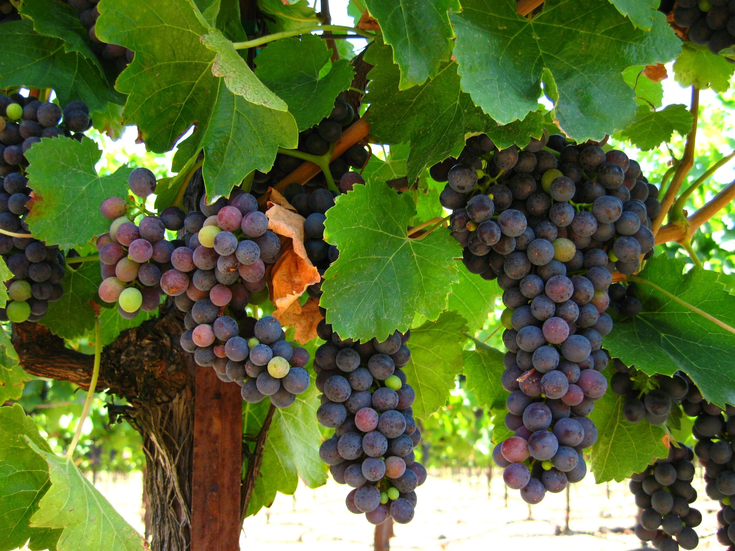 Organic Grapes: Antioxidant Riches Without Pesticide Perils
