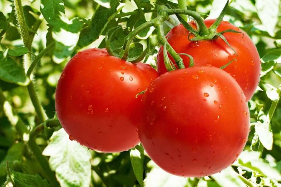 Organic Tomato: The Real Difference in Taste and Nutrients