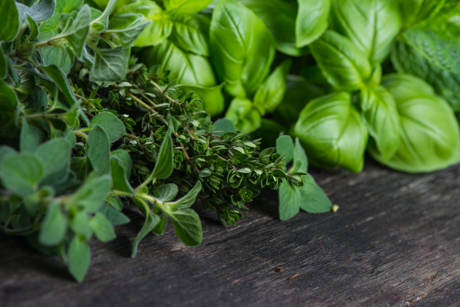 Cultivating Flavor: The Joy of Growing Your Own Herbs